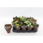 Каланхоэ Calandiva Double микс d8 см h15 см Каланхоэ Calandiva Double микс d8 см h15 см