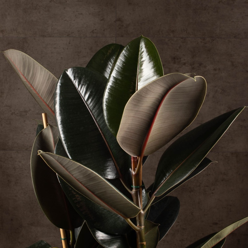 Фикус Эластика: классика для дома и офиса