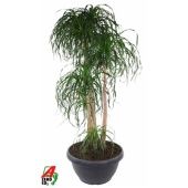 Нолина бранч d60 см h230 см Нолина бранч d60 см h230 см