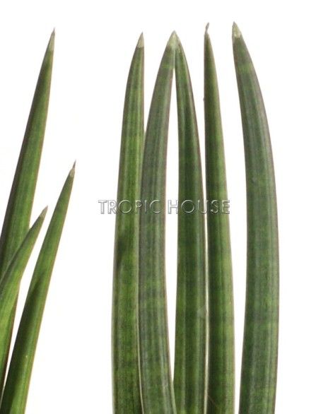 Сансевиерия Цилиндрика Спагетти в OJO 30 см