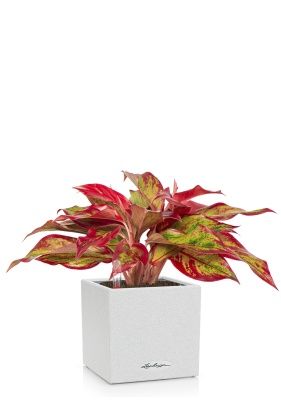 Аглаонема Крит в CANTO STONE 14, песочно-белый