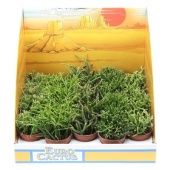 Рипсалис микс d5.5 см h8 см Рипсалис микс d5.5 см h8 см