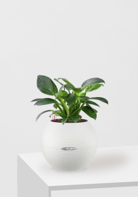 Филодендрон Биркин 12/30 см в PURO 20, белый