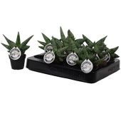 Сансевиерия Boncellensis d6 см h14 см тип 1