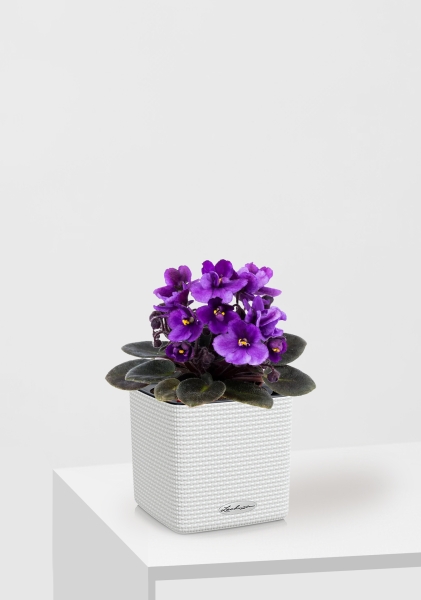 Фиалка микс 12/25 см в CUBE COLOR 14