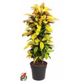 Кротон Кодиеум Миссис Айстон бранч d31 см h150 см