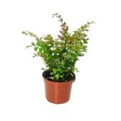 Дидимохлена усеченная Трункатула d8.5 см h20 см Дидимохлена усеченная Трункатула d8.5 см h20 см