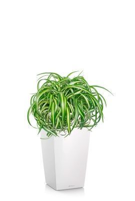 Хлорофитум Оушен 23/40 см в CUBICO 30, белый блестящий