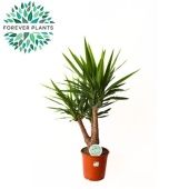 Юкка Branched 3-4 Armen d24 см 100 см