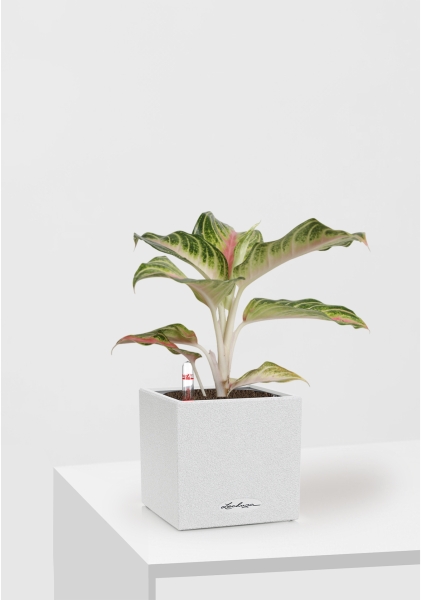 Аглаонема Айкетчер 12/30 см в CANTO STONE 14 Аглаонема Айкетчер 12/30 см в CANTO STONE 14