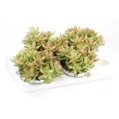 Седум Nussbaumerianum d12 см h18 см