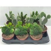 Опунция Mickey Mouse d10.5 см h10 см Опунция Mickey Mouse d10.5 см h10 см