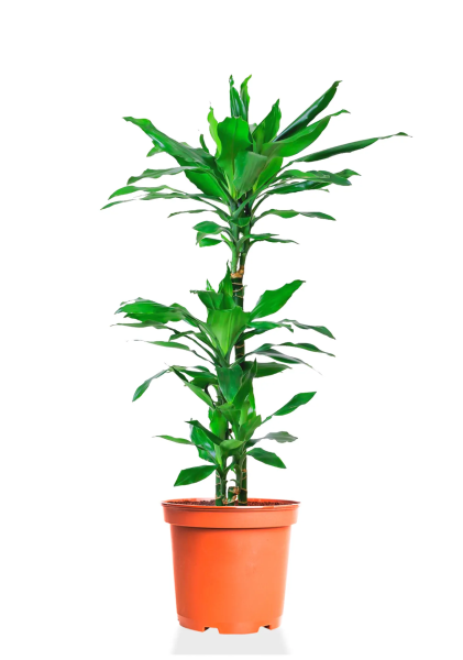 Драцена Джанет Линд 3 ствола 24/150 см