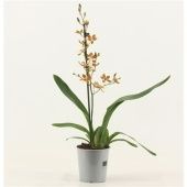 Орхидея Камбрия Голд Раш 1 ствол d12 см h65 см тип 1 Орхидея Камбрия Голд Раш 1 ствол d12 см h65 см тип 1