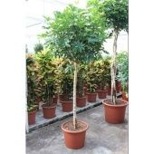 Шеффлера Компакта на стволе d45 см h230 см