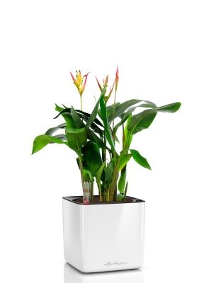 Геликония в CUBE GLOSSY 14, белый блестящий