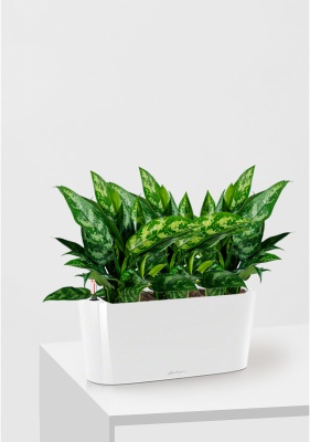 Аглаонема Мария DELTA 20/35 см, Белый блестящий