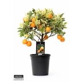 Цитрус вариегатный d15 см h45 см Цитрус вариегатный d15 см h45 см