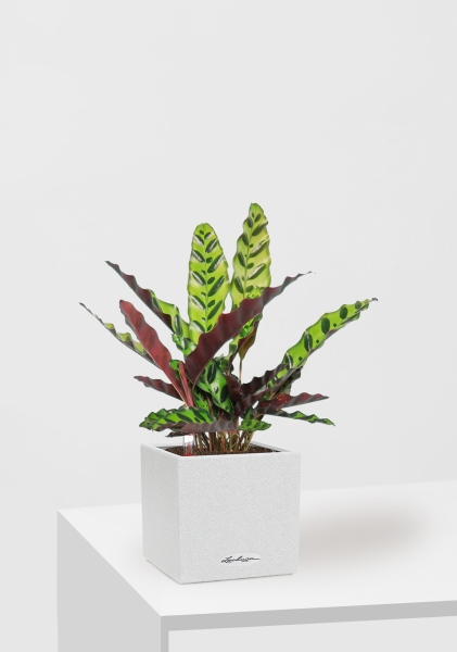 Калатея Лансифолия 12/30 см в CANTO STONE 14