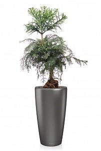 Араукария Бонсай в RONDO 40