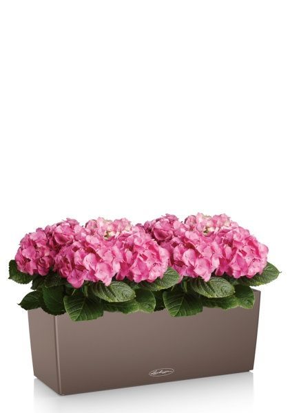 Гортензия розовая в BALCONERA 50 Гортензия розовая в BALCONERA 50