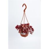 Крассула денежное дерево d12 см h15 см Крассула денежное дерево d12 см h15 см