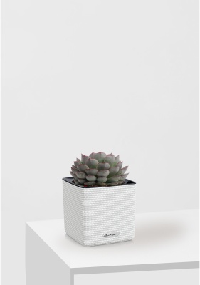 Эхеверия микс 10 см в CUBE Color 16 Эхеверия микс 10 см в CUBE Color 16