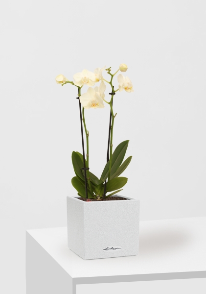 Орхидея Фаленопсис мини микс 9/30 см в CANTO STONE 14 Орхидея Фаленопсис мини микс 9/30 см в CANTO STONE 14