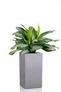 Аглаонема Сильвер Бей CANTO STONE HIGH 30/100 см Серый камень Аглаонема Сильвер Бей CANTO STONE HIGH 30/100 см Серый камень