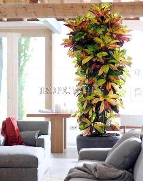 Кротон Мистер Айкетон 31/120 см Кротон Мистер Айкетон 31/120 см