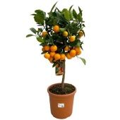 Цитрус Каламондин на стволе d25 см h90 см
