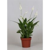 Спатифиллум Korto 4+ цветов d12 см h40 см Спатифиллум Korto 4+ цветов d12 см h40 см