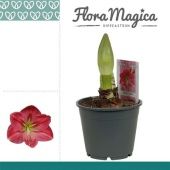 Гиппеаструм Sweet Pink 1 ствол d14 см h30 см