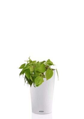 Филодендрон Лайм 15/40 см в CILINDRO Color 23