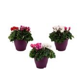 Цикламен Carnaval d19 см h30 см