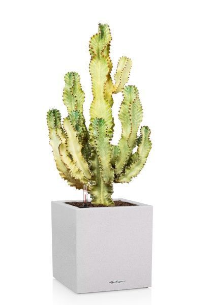 Эуфорбия Ингенс в CANTO STONE LOW 40