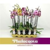 Фаленопсис 2 ствола Mix 16+ (phalaenova) d12 см h65 см тип 4 Фаленопсис 2 ствола Mix 16+ (phalaenova) d12 см h65 см тип 4