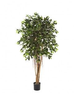 Фикус Ретуса