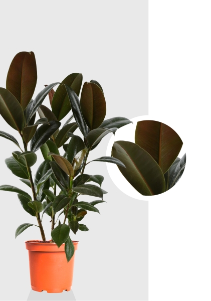 Фикус Эластика Мелани 3 ствола 27/140 см