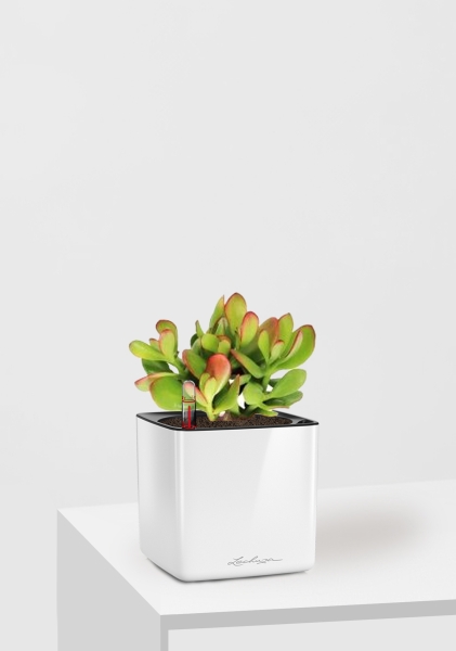 Крассула Овата сансет 12/20 см в CUBE GLOSSY 14