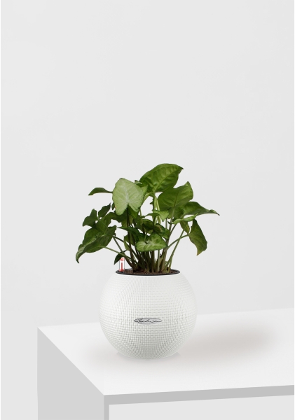 Сингониум Вайт Баттерфляй 12/25 см в PURO 20