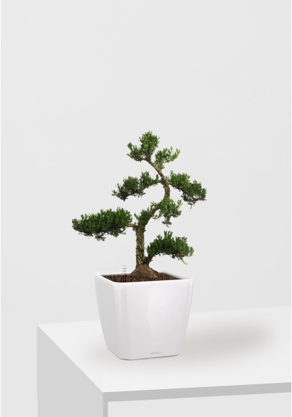 Бонсай Самшит 22/50 см в QUADRO LS 28