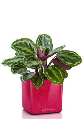 Калатея Медальон 12/40 см в CUBE GLOSSY KISS 14, вишнево-розовый блестящий