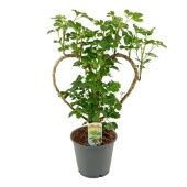 Полисциас Heart d12 см h45 см тип 1 Полисциас Heart d12 см h45 см тип 1