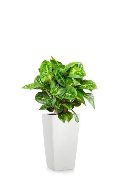 Аглаонема Лемон Минт 19/50 см в CUBICO COLOR 30