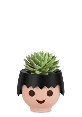 Эхеверия Цветной микс в OjO, черный