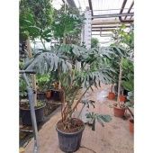 Монстера d55 см h250 см