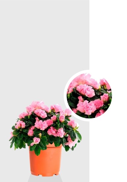 Азалия Фландрес розовая 14/30 см Азалия Фландрес розовая 14/30 см