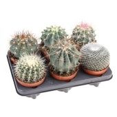 Кактусы микс d12 см h15 см тип 2 Кактусы микс d12 см h15 см тип 2