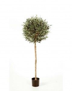 Олива Шар на штамбе с плодами